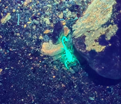 Karsten's BIG Scorpion Lampe